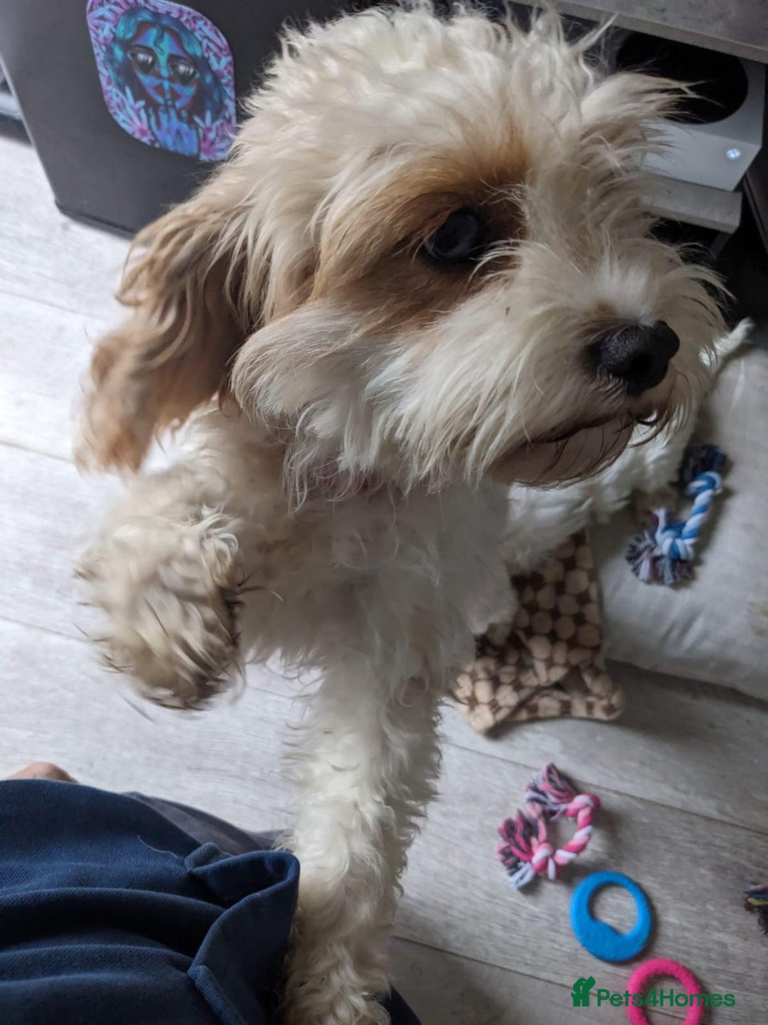 Cavapoo dogs for sale: Beautiful black and white cavapoo’s puppies - Advert 8