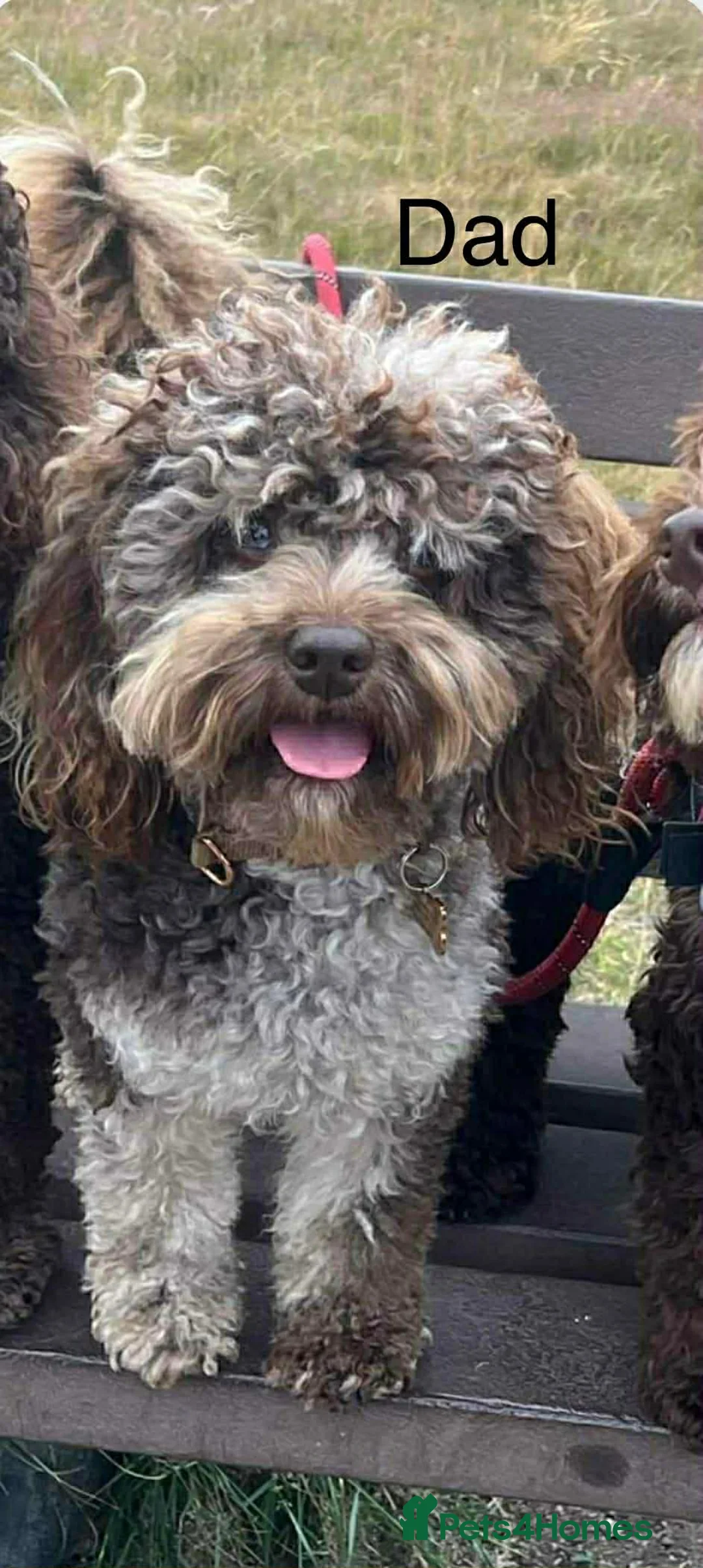 Cockapoo dogs for sale: Cockapoo  - Advert 7