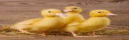 Ducks poultry for sale: Peking ducklings lincolnshire  in Lincoln - Advert 3