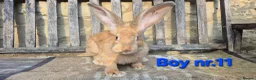 Continental Giant rabbits for sale: VACCINATED Pure Continental Giant  - Advert 12
