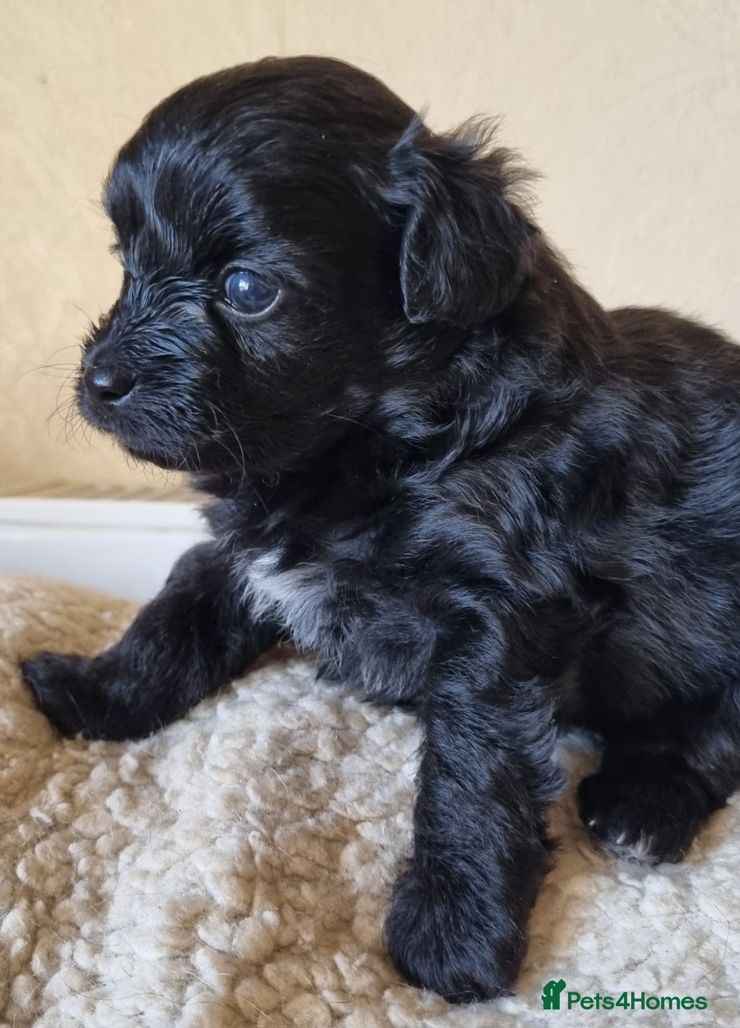 Mixed Breed dogs for sale: Pomchipoo girls - Advert 4