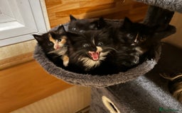 Ragcoon cats for sale: Ragdoll cross Maine coon - Image 9