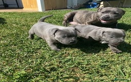 Staffordshire Bull Terrier dogs for sale: English Staffordshire Bull Terrier (English Staffy - Image 5