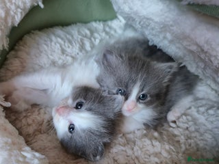 Mixed Breed cats Ragdoll x - Advert 1