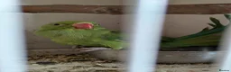 Ringnecks birds for sale: Green Indian ringneck baby - Advert 2