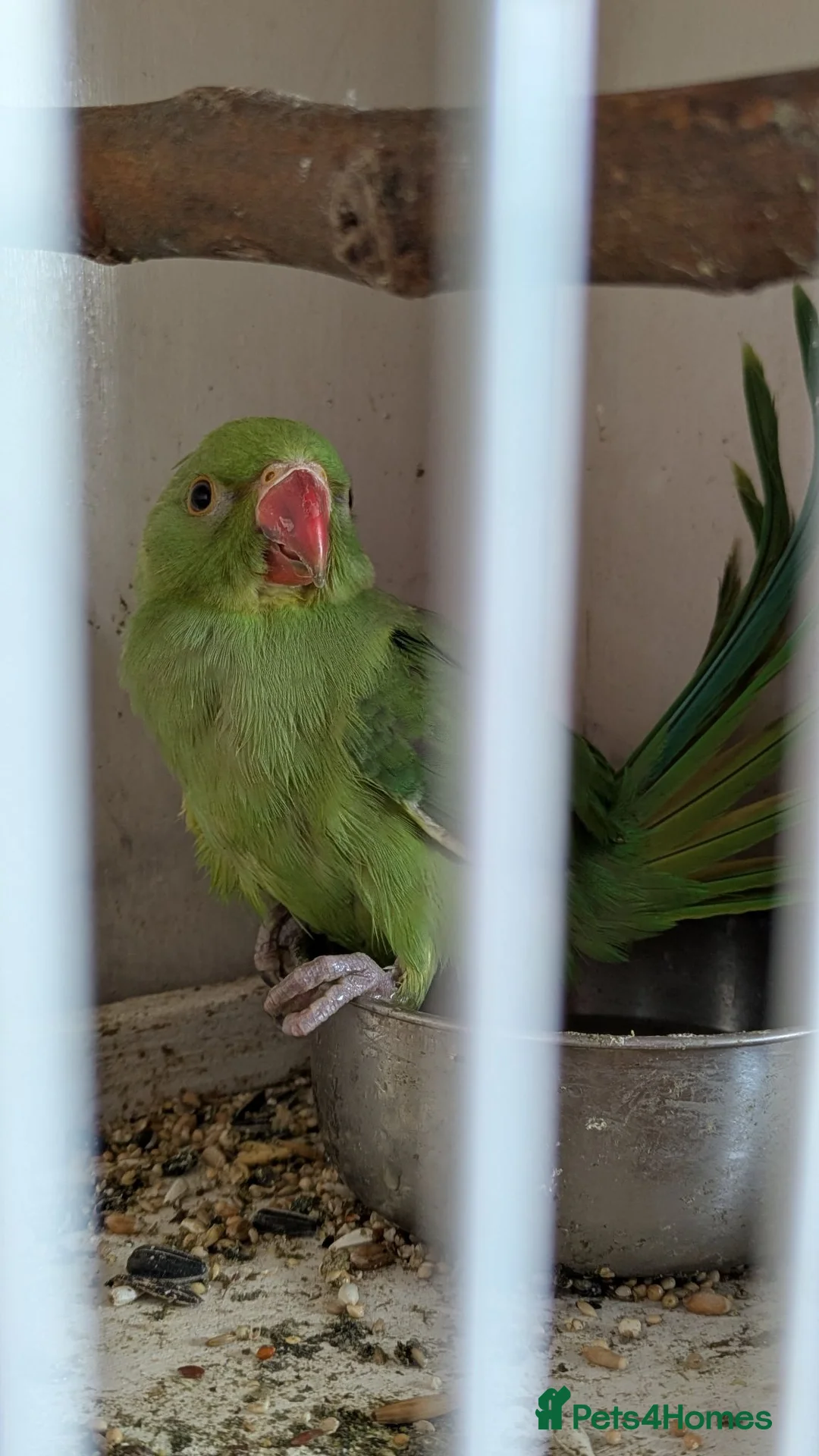 Ringnecks birds for sale: Green Indian ringneck baby - Advert 2