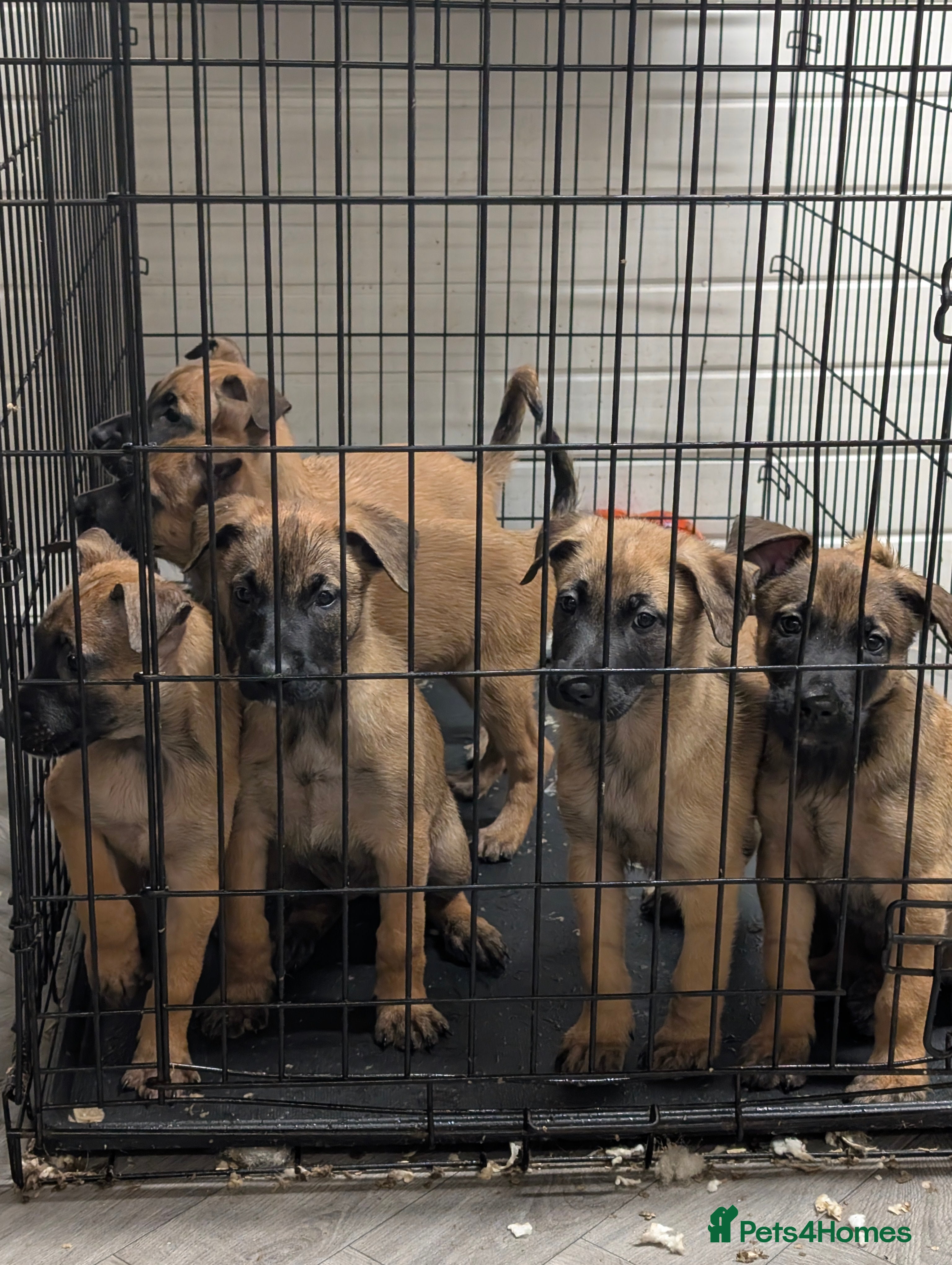 Belgian Shepherd Dog dogs Belgian malinois puppy's  - Advert 1