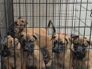 Belgian Shepherd Dog dogs Belgian malinois puppy's - Advert 1