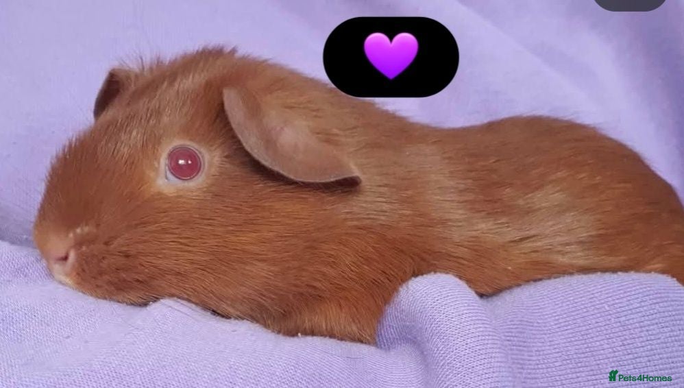 Guinea Pig rodents Beautiful guinea pigs - Advert 1