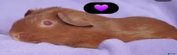 Guinea Pig rodents for sale: Beautiful guinea pigs - Advert 8