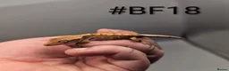 Gecko reptiles for sale: Harlequin Partial Pin Crested Gecko CB26 - Advert 5