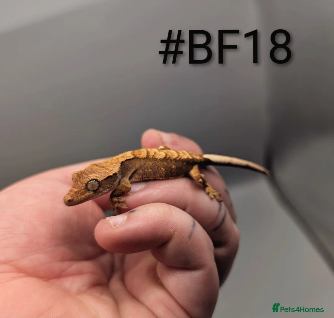 Gecko reptiles for sale: Harlequin Partial Pin Crested Gecko CB26 - Advert 5