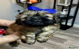 Shih Tzu dogs for sale: Shih tzu pups - Advert 3