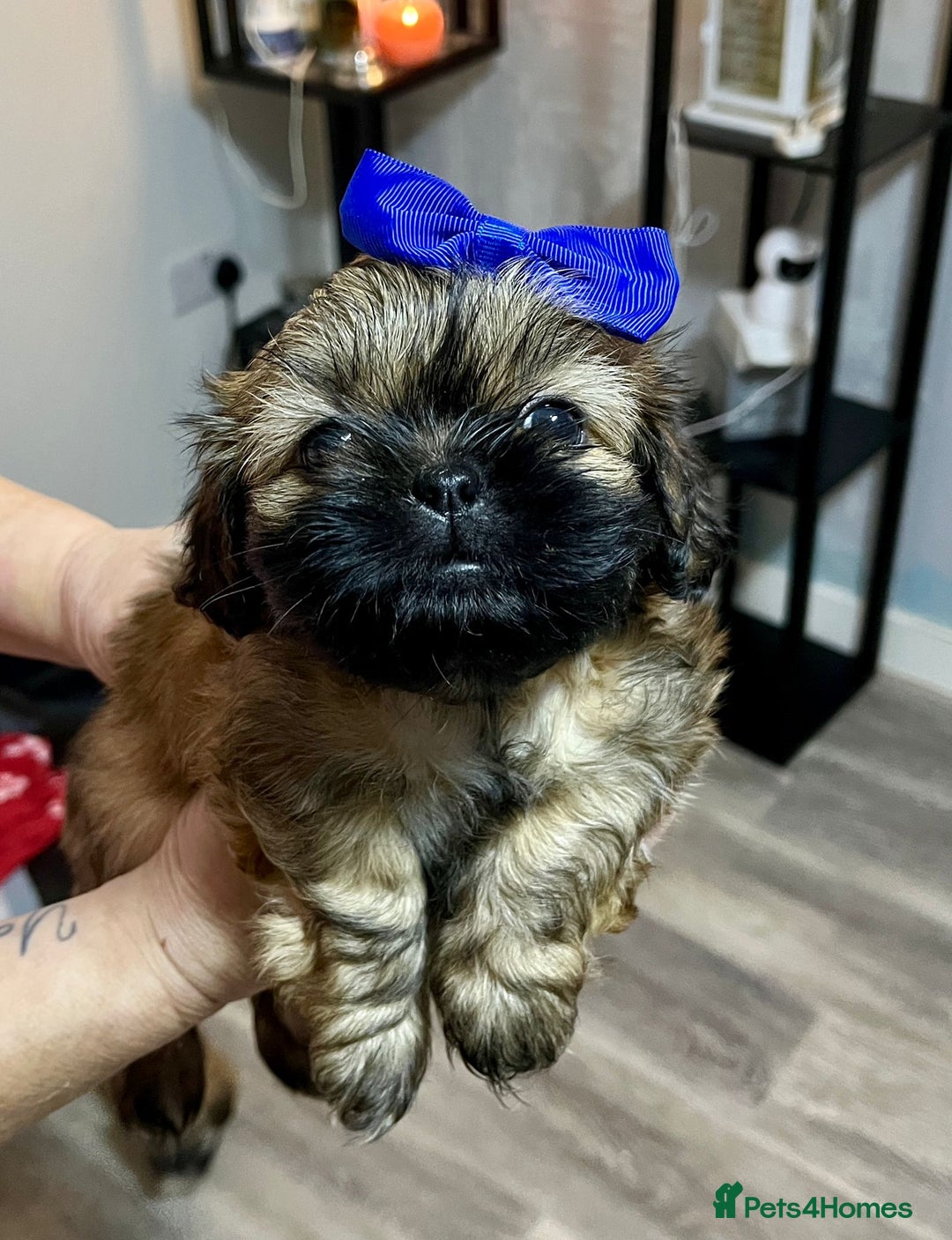 Shih Tzu dogs for sale: Shih tzu pups - Advert 3