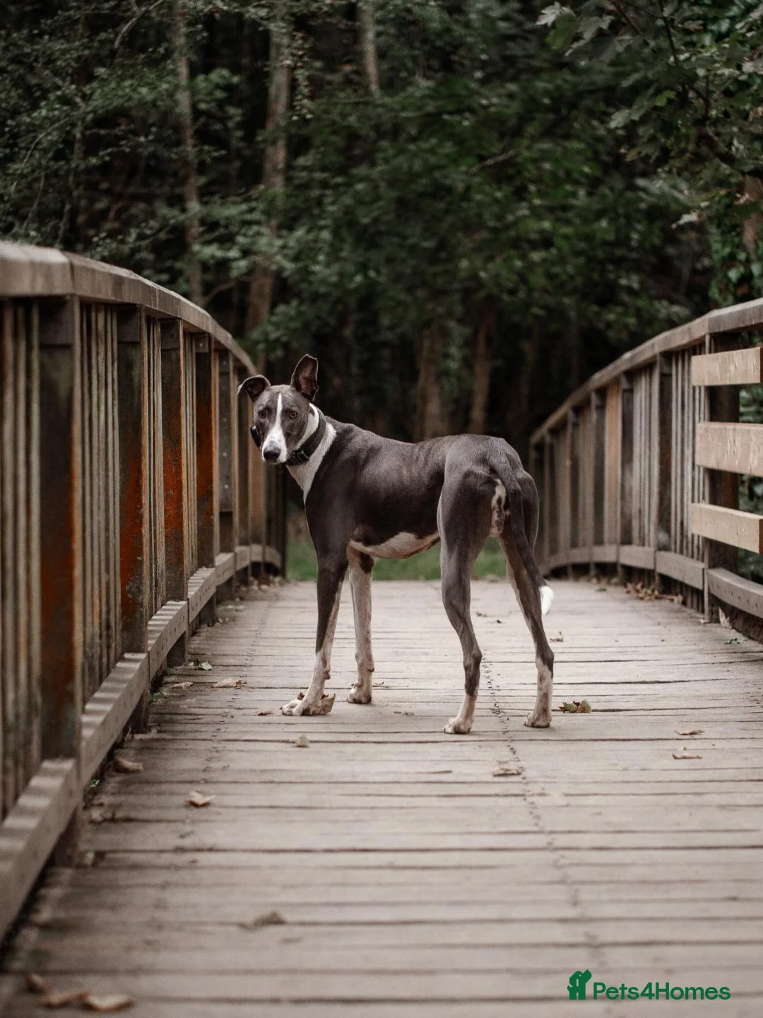 Lurcher dogs for stud: Stunning Blue and white Lurcher for Stud in Plymouth - Advert 1