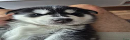 Siberian Husky dogs for sale: Beautiful Siberian Husky pups - Advert 20