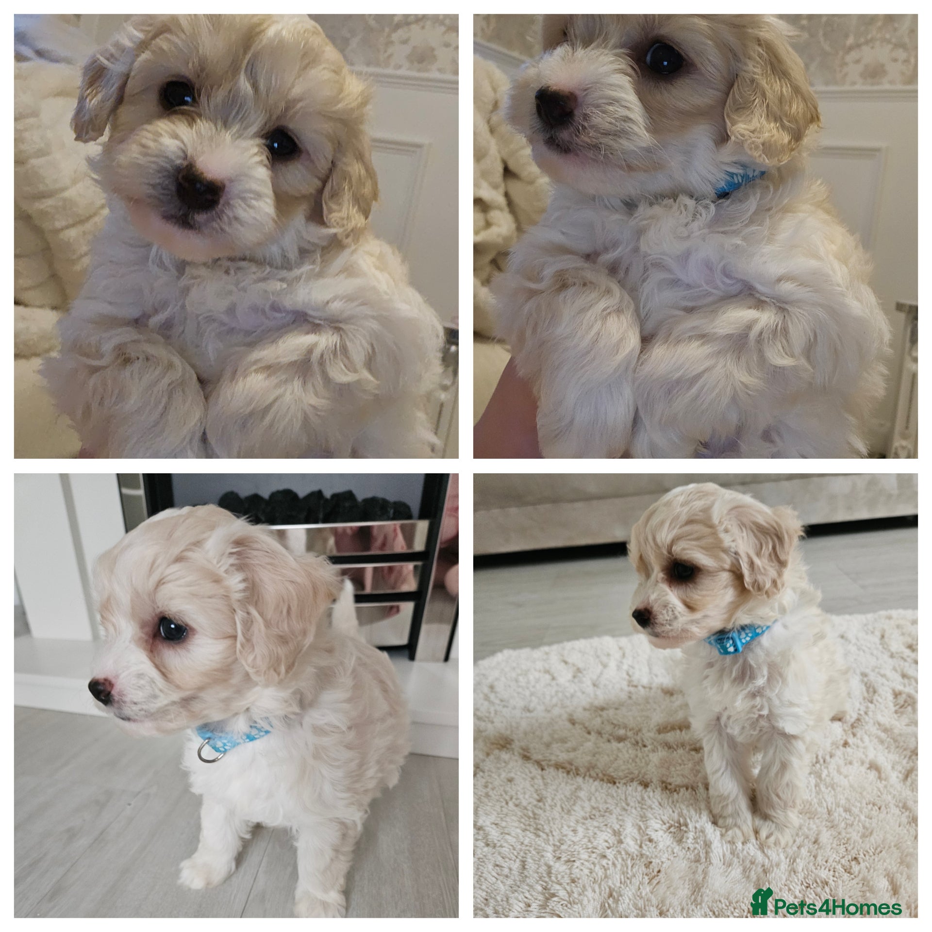 Shihpoo dogs Shihpoo puppies for sale  - Advert 5