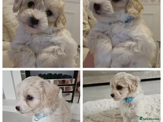 Shihpoo dogs Shihpoo puppies for sale - Advert 5