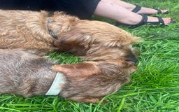 Dachshund dogs for sale: Wire hair Pups Pending - Image 2