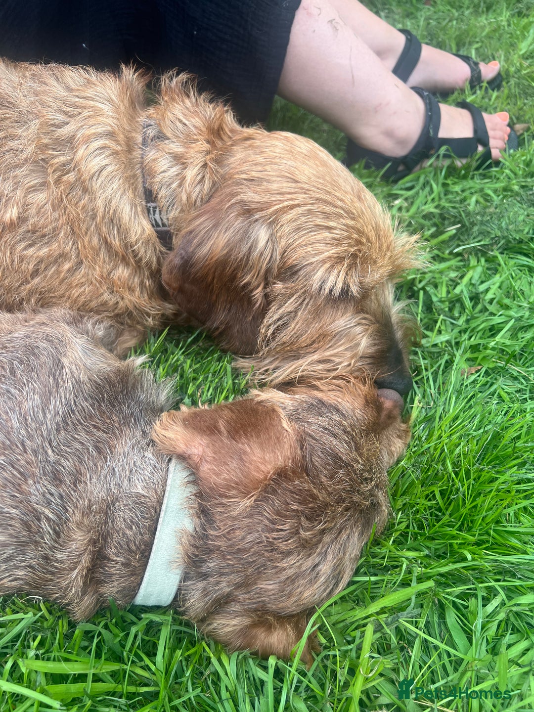 Dachshund dogs for sale: Wire hair Pups Pending - Image 2