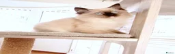 Ragdoll cats for sale: GCCF REGISTERED RAGDOLL FEMALE KITTEN - Advert 15