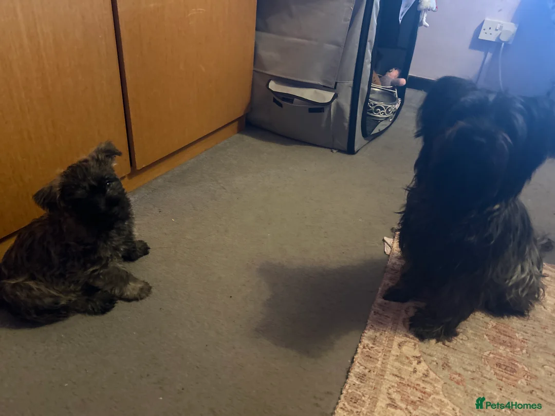 Cairn Terrier dogs for sale:  Male cairn pup looking for his forever home  - Advert 6