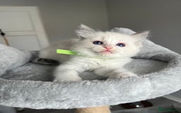 Ragdoll cats for sale: REGISTERED Ragdoll kittens HCM/PKD clear - Image 27