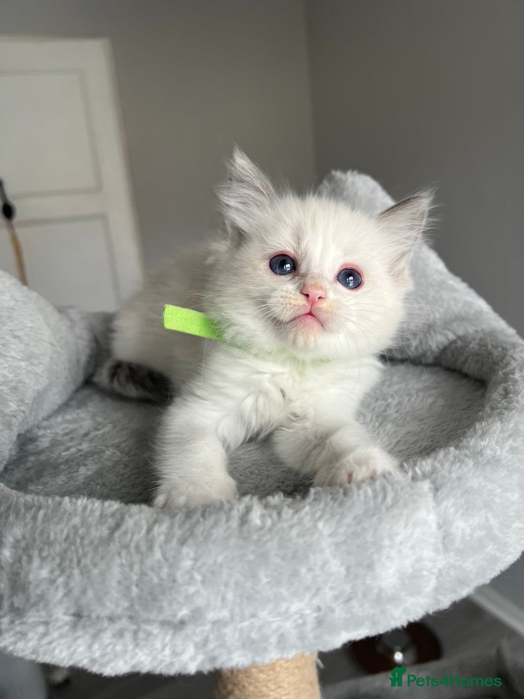 Ragdoll cats for sale: REGISTERED Ragdoll kittens HCM/PKD clear - Image 27