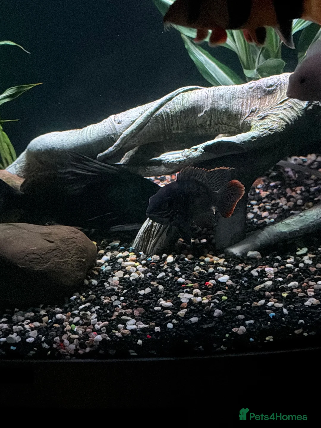 Cichlids fish for sale: Green Terror Cichlid - Advert 2