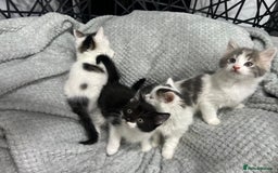 British Longhair cats for sale: Gorgeous fluffy kittens looking for forever home - Image 8