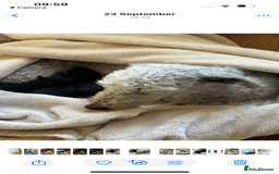 Mixed Breed dogs for sale: Bedlington Whippet - Image 9