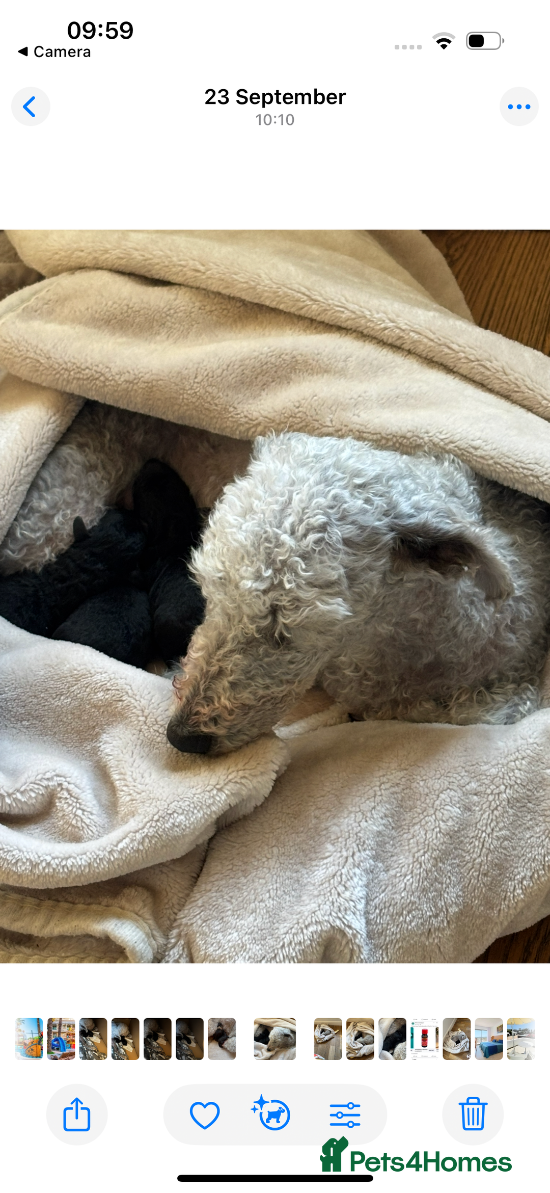 Mixed Breed dogs for sale: Bedlington Whippet - Image 9