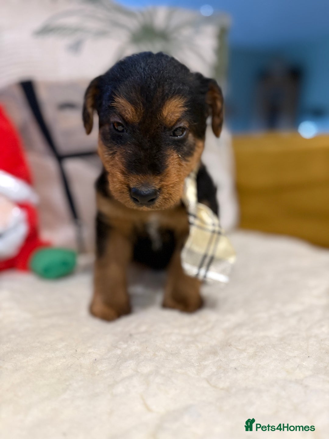 Mixed Breed dogs for sale: Airedale puppies  - Advert 22