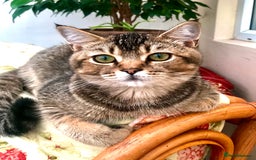 Scottish Fold cats for sale: Scottish Fold Male Kitten Straight Ears in Boston - Image 1