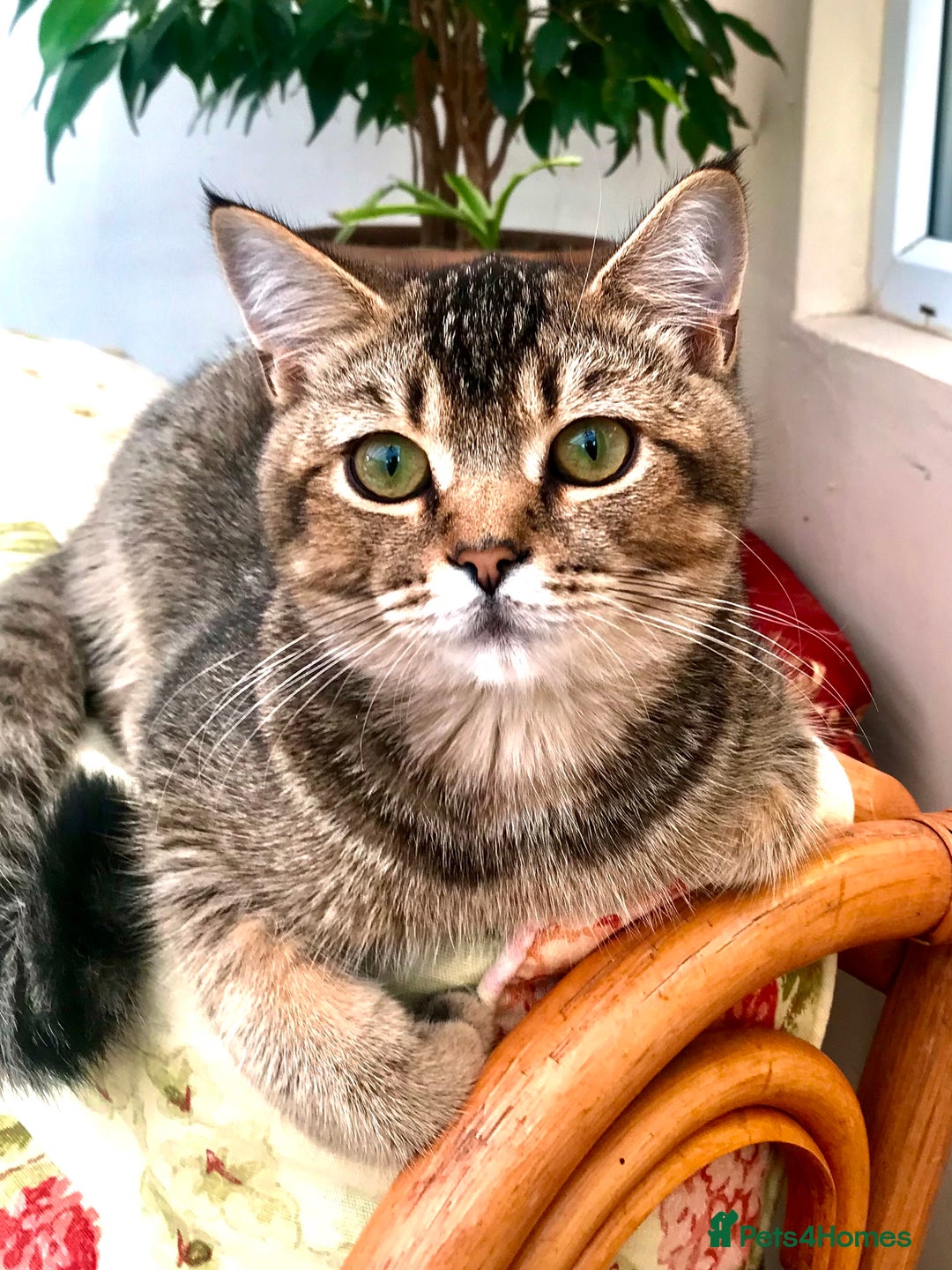 Scottish Fold cats for sale: Scottish Fold Male Kitten Straight Ears in Boston - Image 1