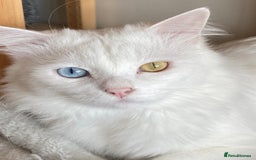 Mixed Breed cats for adoption: 🐾 Meet Indoor cat Maxey  - Image 1