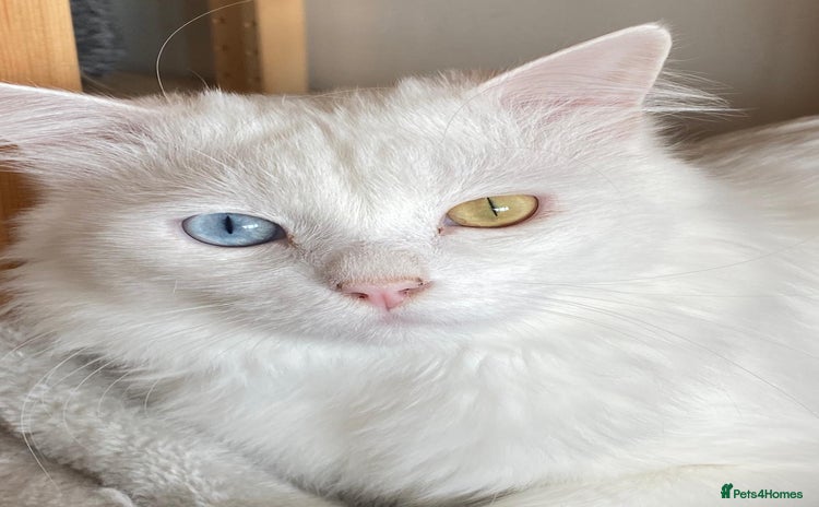 Mixed Breed cats - Advert 16