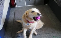 Golden Retriever dogs for stud: Stunning Golden Retriever for Stud –  meet Sammy - Image 12