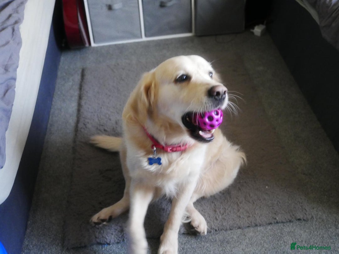 Golden Retriever dogs for stud: Stunning Golden Retriever for Stud –  meet Sammy - Image 12
