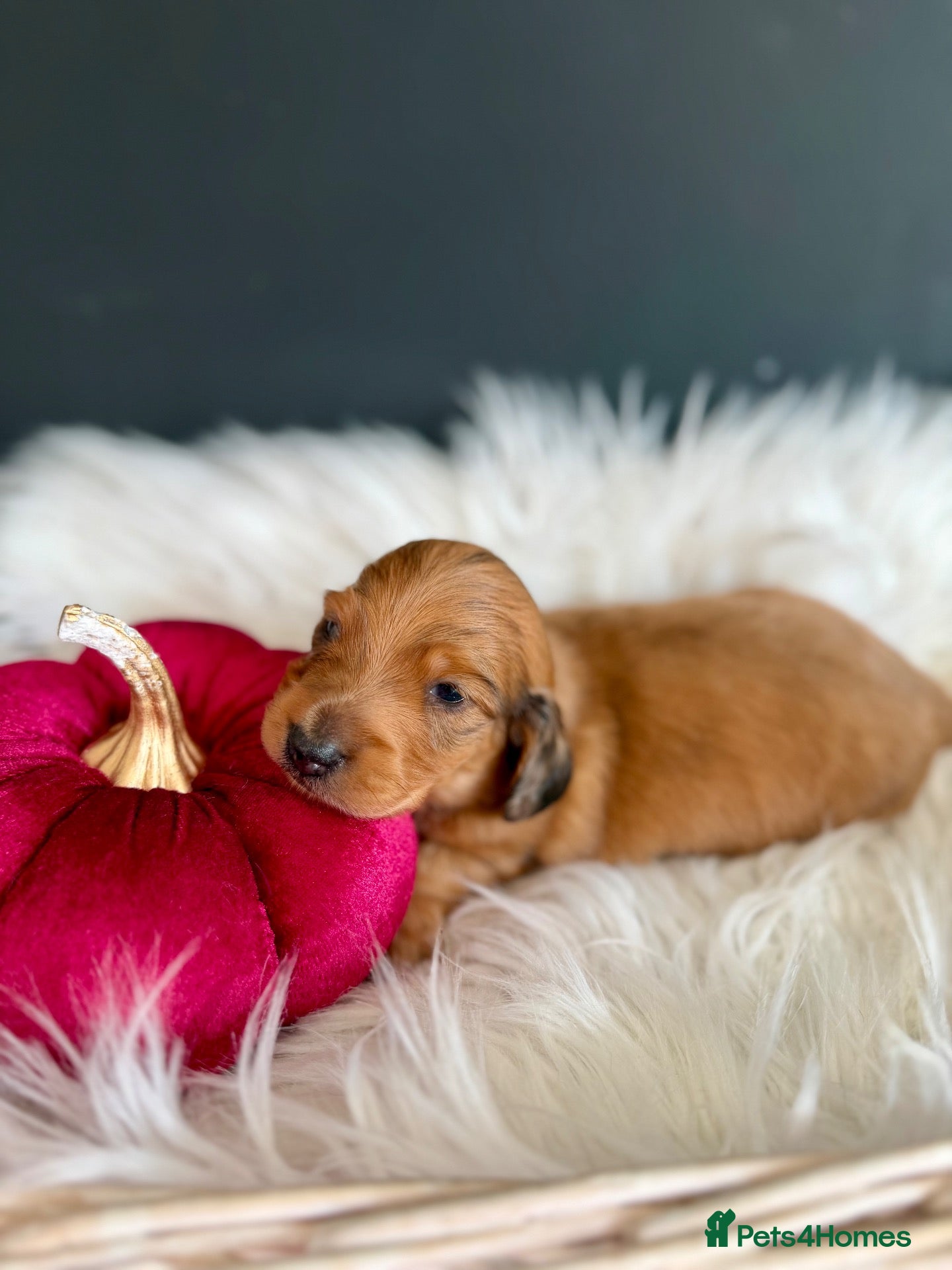 Miniature Dachshund dogs 🏆Champion Lines Minature Dachshunds🏆 - Advert 2