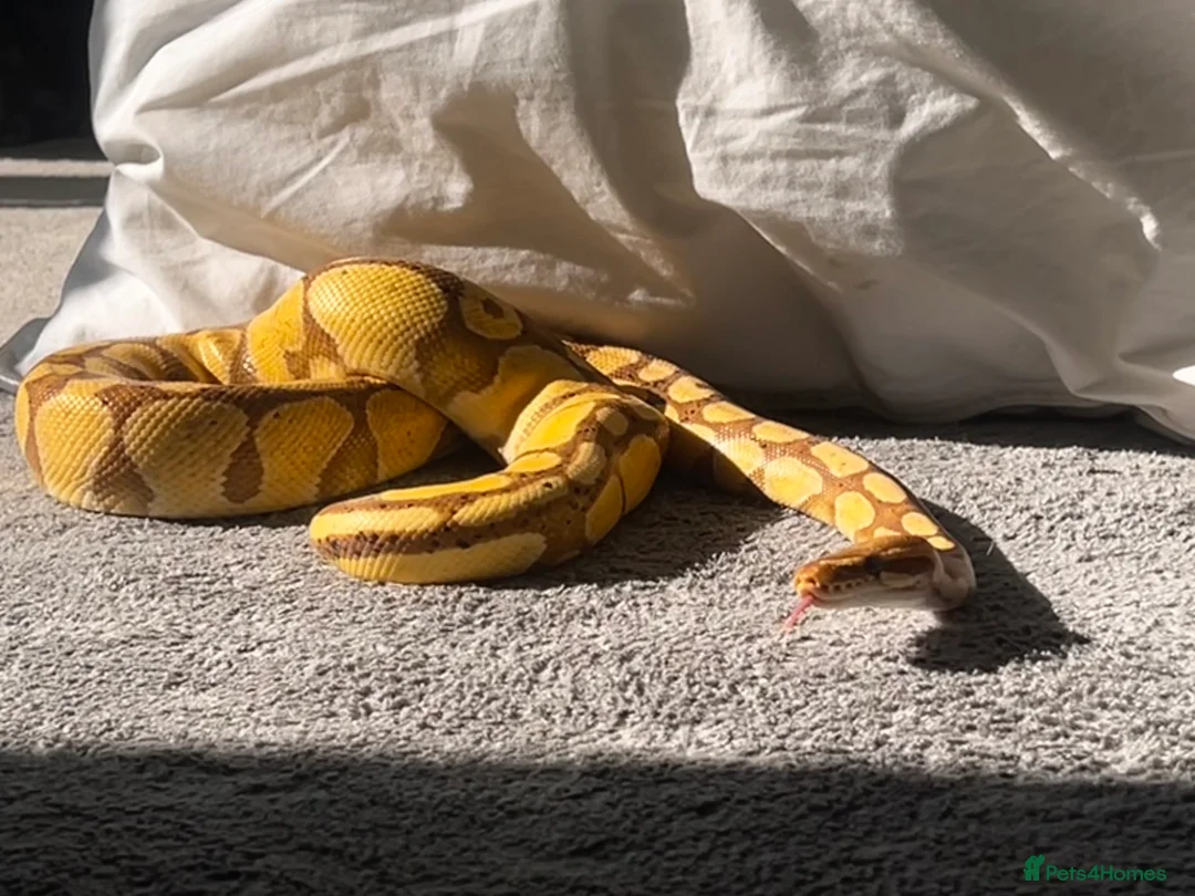 Python Snake reptiles for sale: Beautiful Ball Python For Sale in Paignton - Advert 4