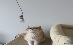 British Shorthair cats for sale: British shorthair TICA male kitten in Sheffield - Image 5