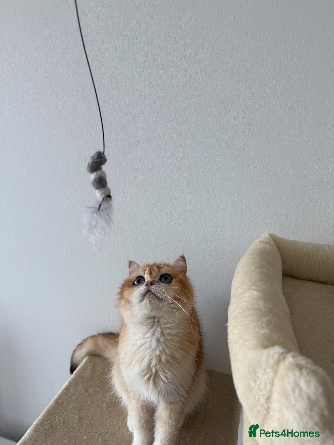 British Shorthair cats for sale: British shorthair TICA male kitten in Sheffield - Image 5