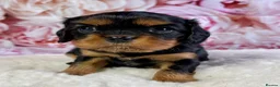 Cavalier King Charles Spaniel dogs for sale: Stunning Quality KC reg Health tested Cavaliers  - Advert 3