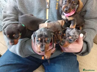 Dachshund dogs Adorable daschunds wire/smooth/dapple - Advert 2