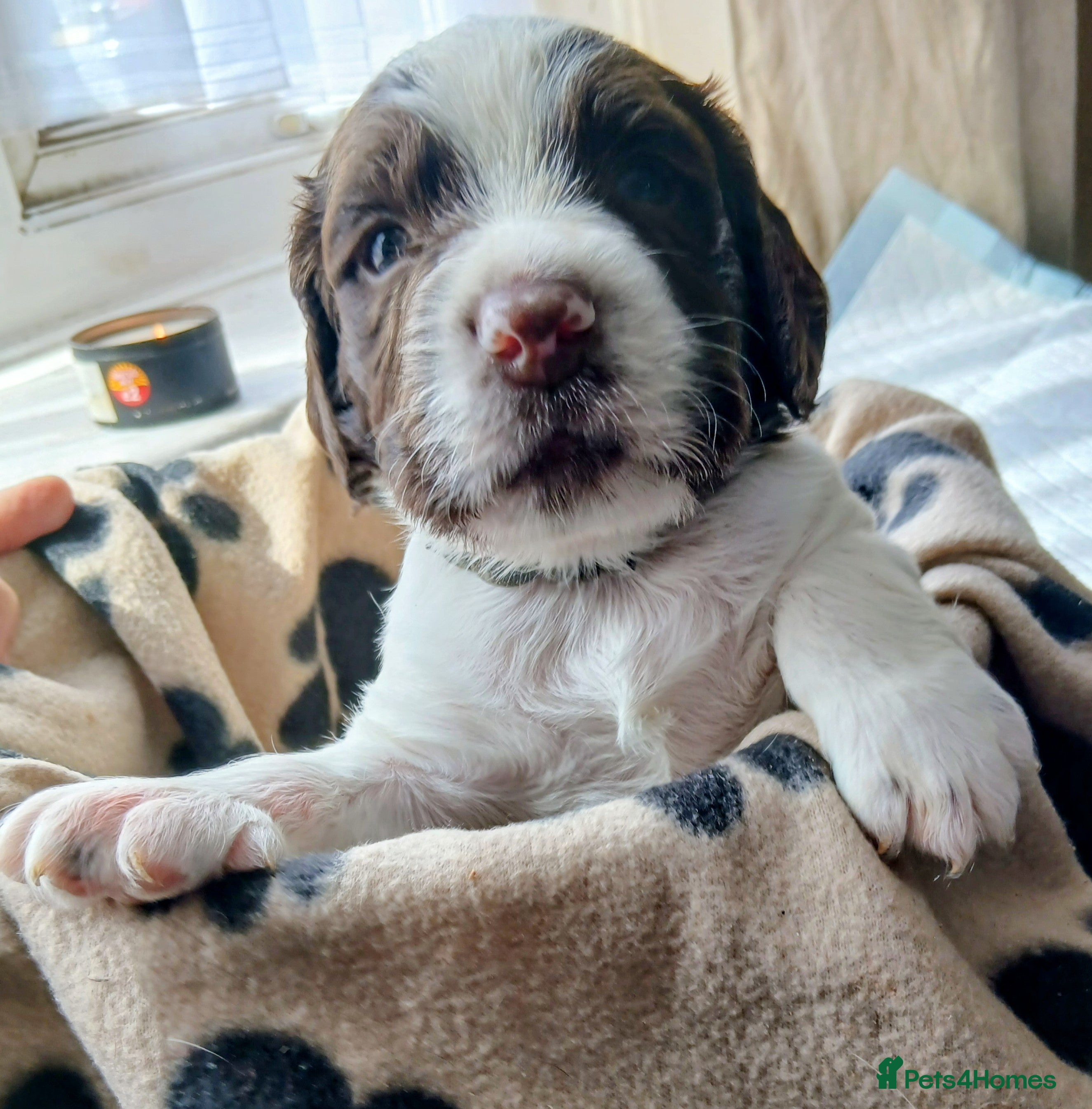 English Springer Spaniel dogs 8 x Healthy Springer Spaniel pups,ready 15/07/26 - Advert 2