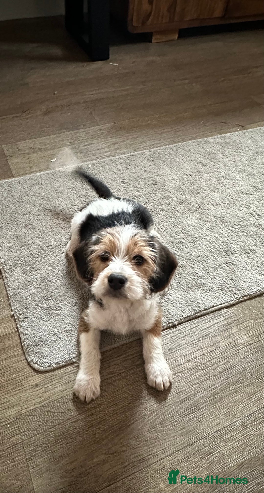 Mixed Breed dogs for sale: 🐾 Beautiful Cavapoo x Beagle Puppies 🐾 - Advert 4