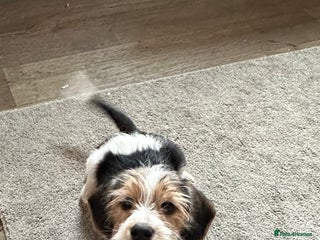 Mixed Breed dogs 🐾 Beautiful Cavapoo x Beagle Puppies 🐾 - Advert 10