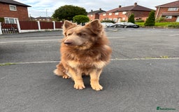 German Shepherd dogs for stud: Sabre, big strong straight backed DMclear male GSD in Stoke-on-Trent - Image 3