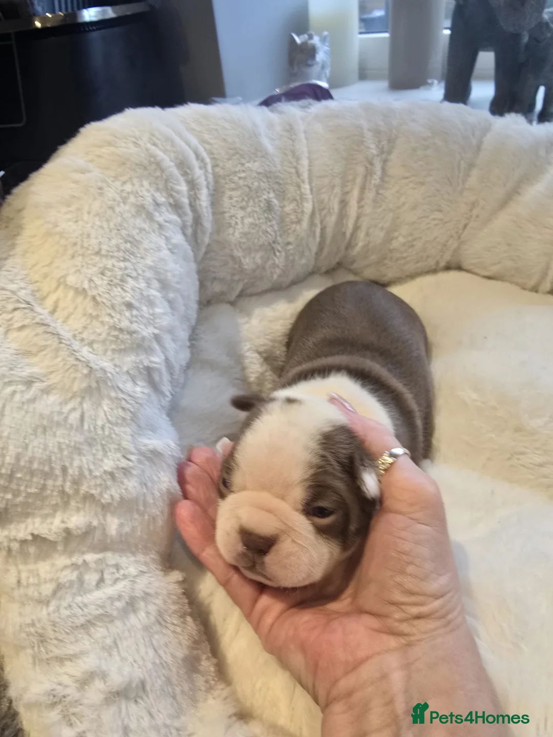 Boston Terrier dogs for sale: BEAUTIFUL BOSTON TERRIER PUPS  - Advert 6
